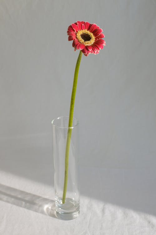 Fresh delicate flower of gerbera placed in transparent glass vase on white background in bright daylight