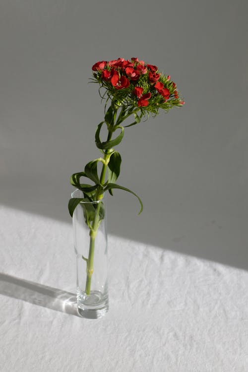 Fresh fragrant flowers on stem with delicate leaves in glass vase on white textile