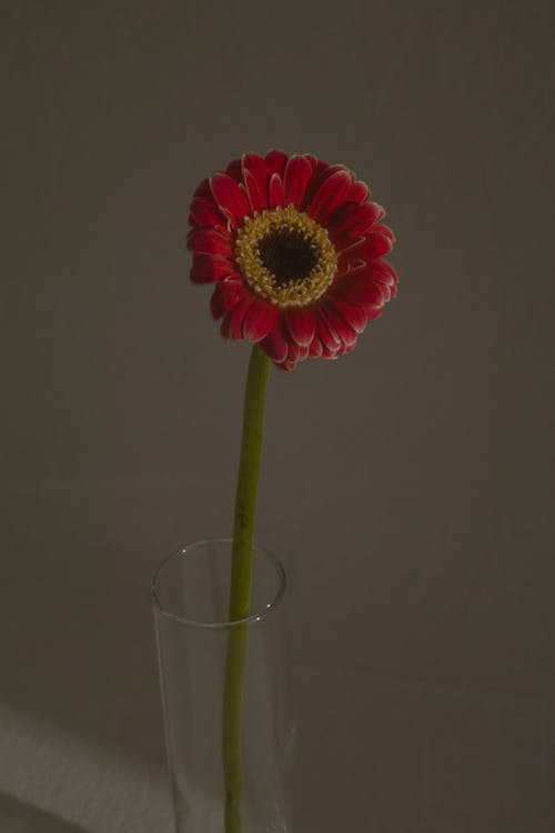 Delicate bright petals of flower on green stem in transparent glass vase at home