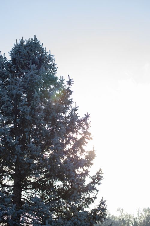 Free Low angle of huge evergreen tree growing in nature under sky with burning sun Stock Photo
