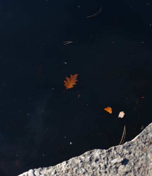 Dark water with autumn leaf