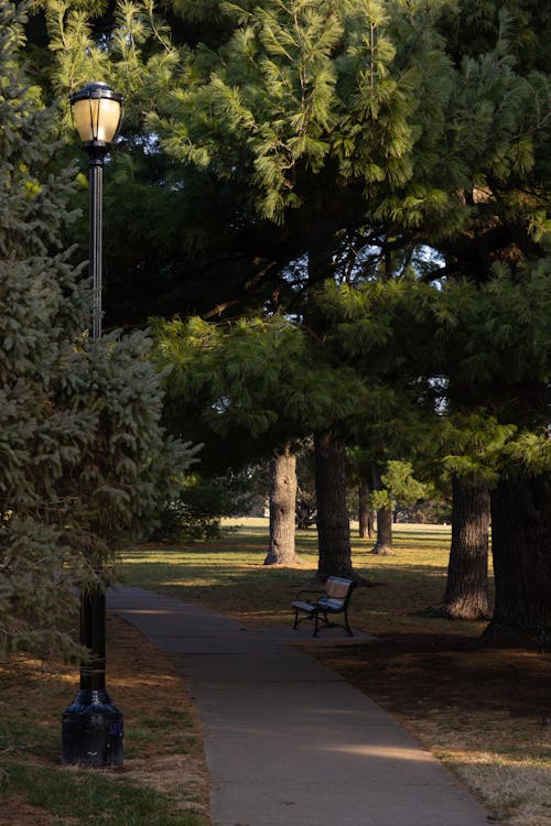 Pathway with lantern and bench surrounded with lush pine trees in sunny city park