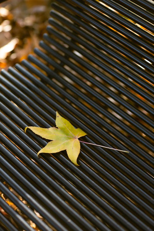Fallen leaf on bench in park