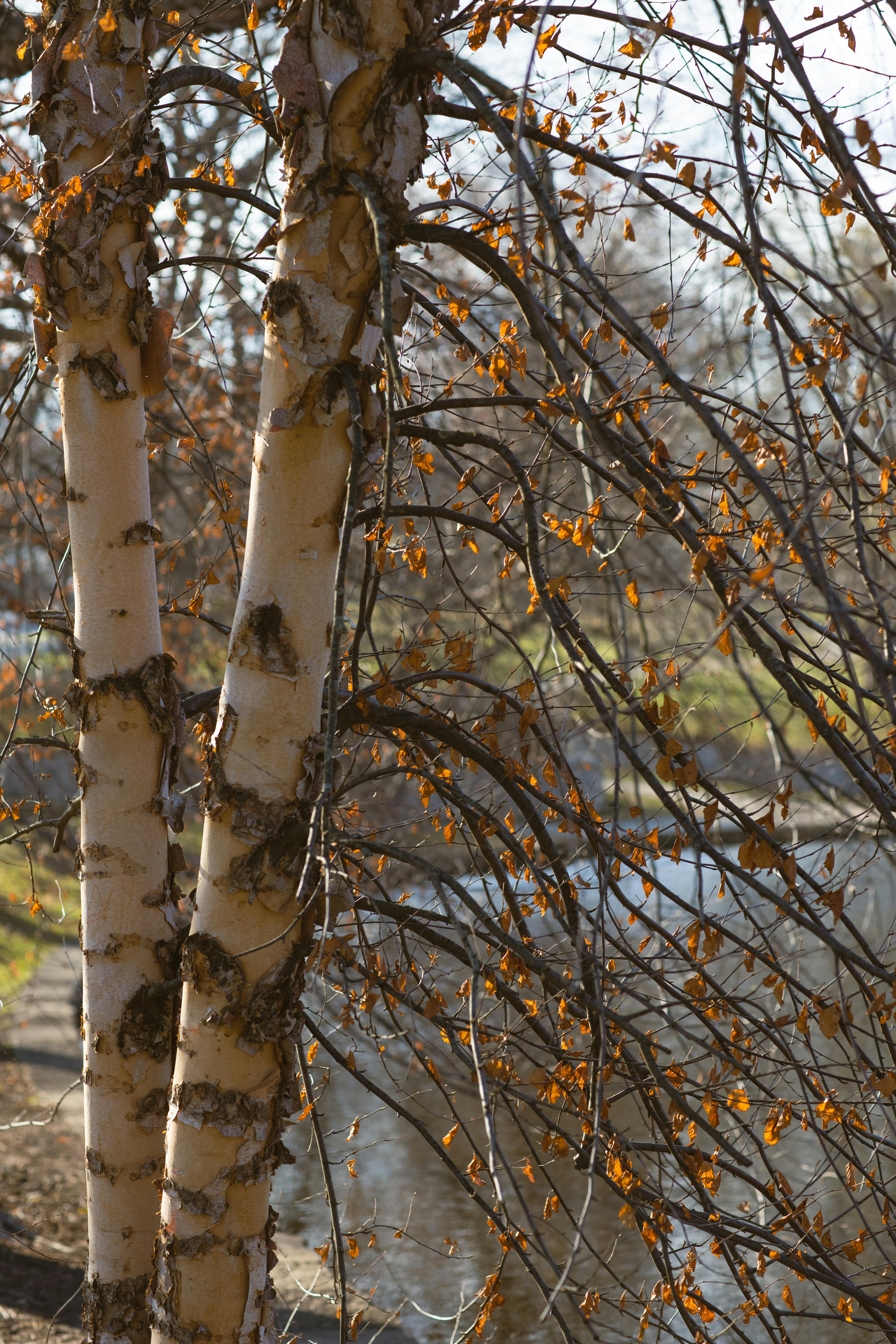 leafless birch trees on lake in park