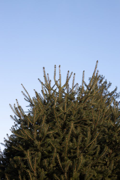 Branches of spruce tree under blue sky