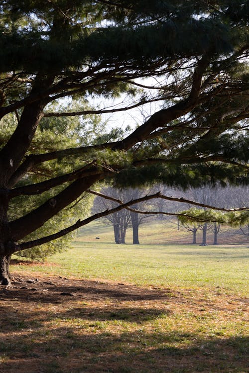 Foto d'estoc gratuïta de a pagès, arbre, boscos