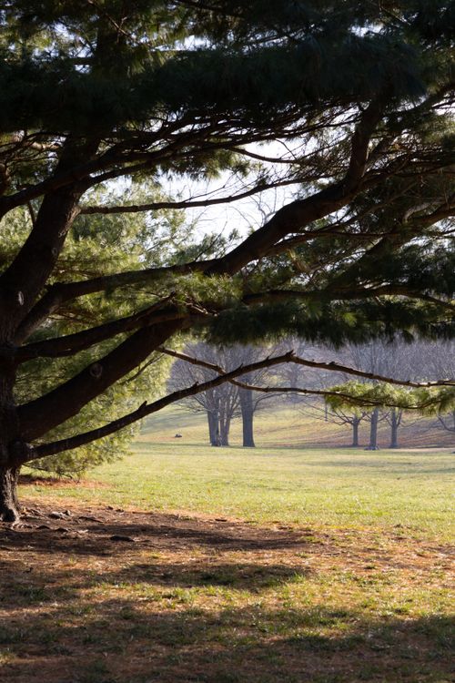 Free Illuminated green field meadows with rows of growing coniferous trees in soft sunlight Stock Photo
