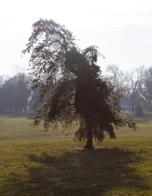 Foto profissional grátis de área, árvore, arvoredo