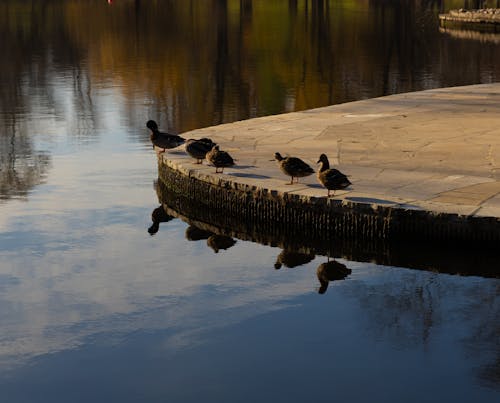 Small flock of ducks on tiled edge of pier above peaceful water of pond in park