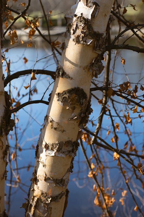 Free White birch tree trunk with leafless branches on background of calm pon in sunny park Stock Photo