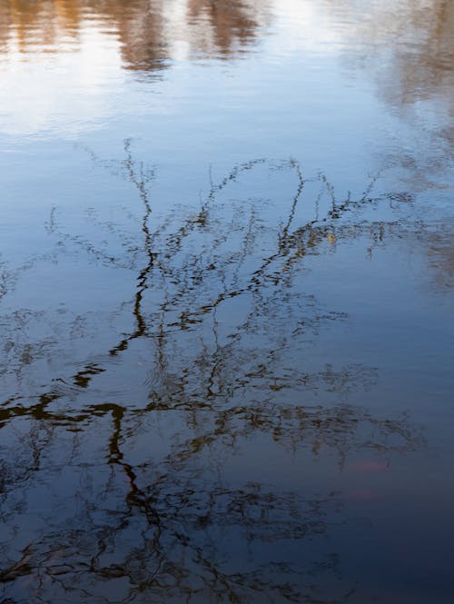 High angle of calm rippling surface of park pond with reflection of leafless tree in autumn