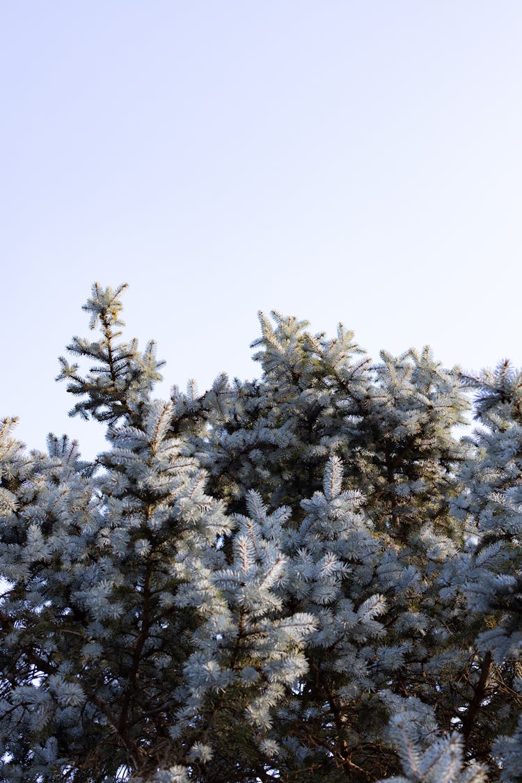 Branch Of Blue Spruce In Park