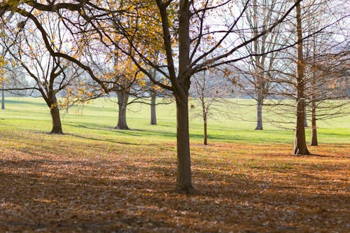 무료 가을, 가지, 간의 무료 스톡 사진