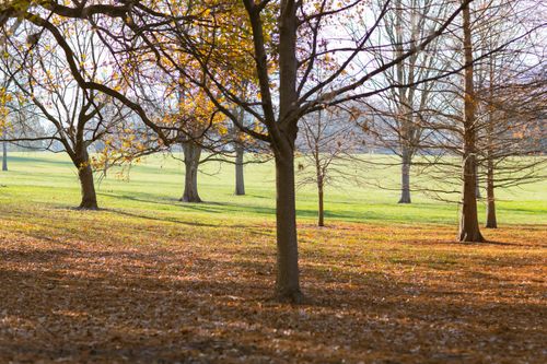 Free Tranquil lawns covered with fallen foliage and bare trees in tranquil park in sunlight Stock Photo