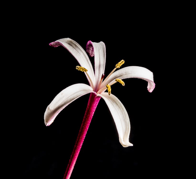 Bezpłatne Biały I Różowy Kwiat Zdjęcie z galerii
