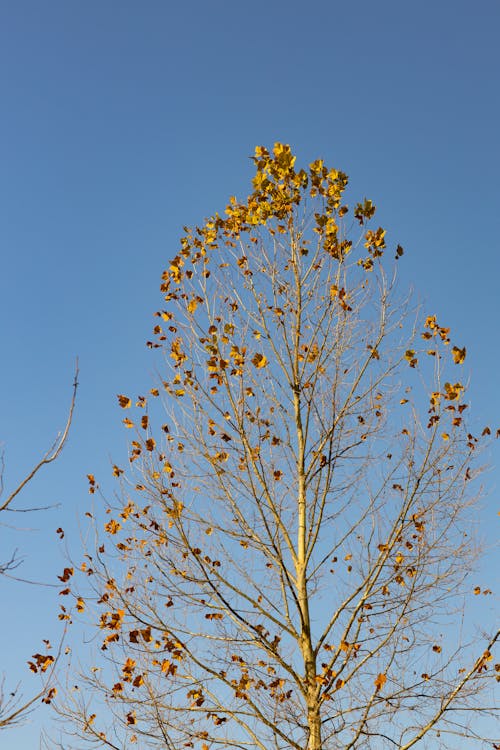 Low angle of thin branches of bare tree with little golden foliage under clear sky