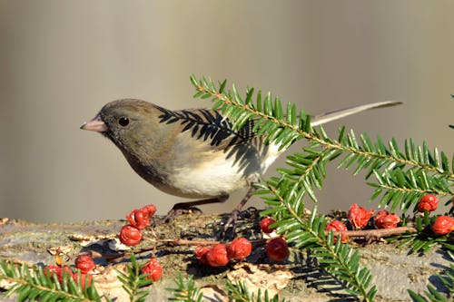 Fotobanka s bezplatnými fotkami na tému divočina, fotografovanie vtákov, junco