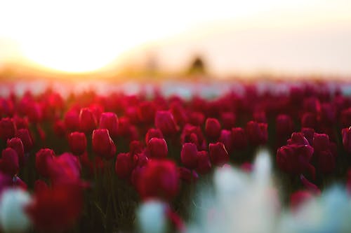 бесплатная Поле красных тюльпанов Стоковое фото