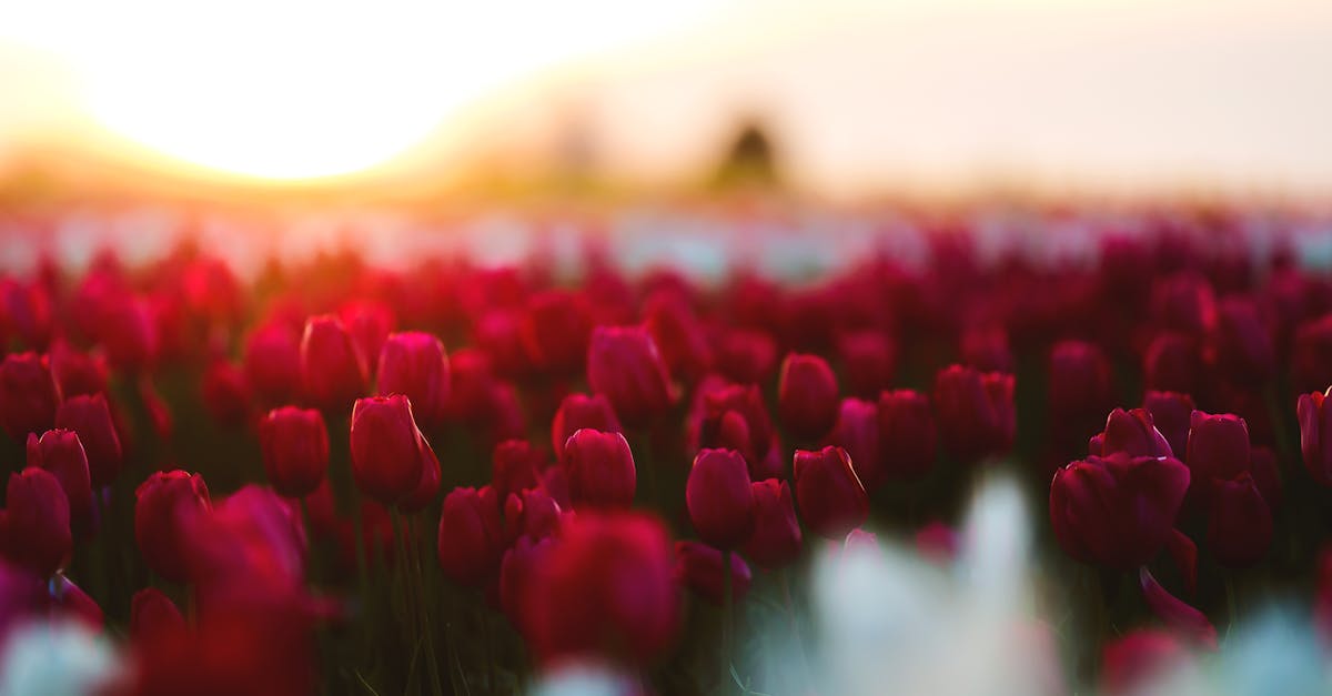 Free stock photo of field, flowers, golden hour