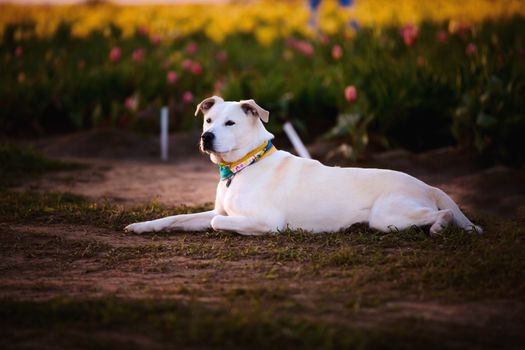一只纯种白猎犬静静地躺在盛开的郁金香花田中