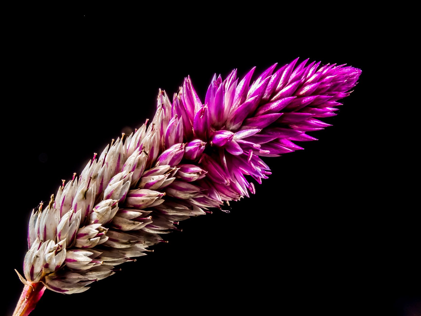 Celosia Mix Seeds