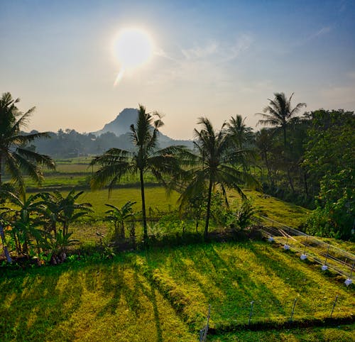 Tropical fields under sunset sky in mountainous countryside