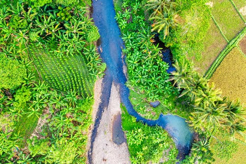 Spectacular aerial view of narrow river flowing among lush tropical trees growing on agricultural fields on sunny day in countryside