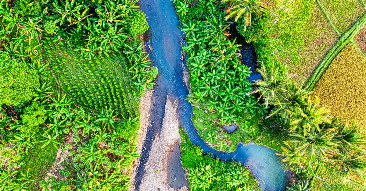 Photo by Tom Fisk Spectacular aerial view of narrow river flowing among lush tropical trees growing on agricultural fields on sunny day in countryside