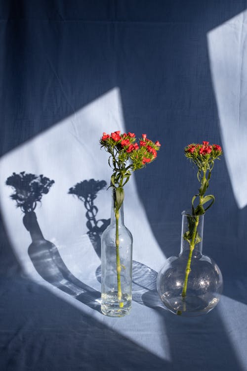 Bright blossoming flowers on thin stems with pleasant aroma in transparent vases on textile with shades in sunlight