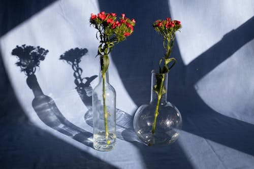 Free Bright blooming flowers on thin stalks with wavy leaves in glass vases on fabric with shades in sunlight Stock Photo