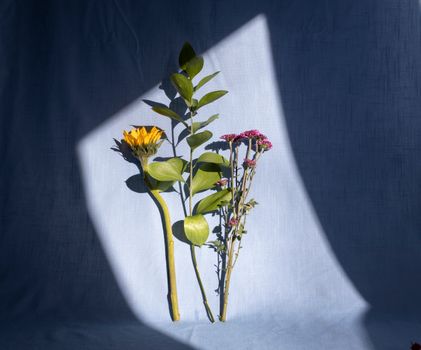 Blooming flowers between sprig on fabric with shadows