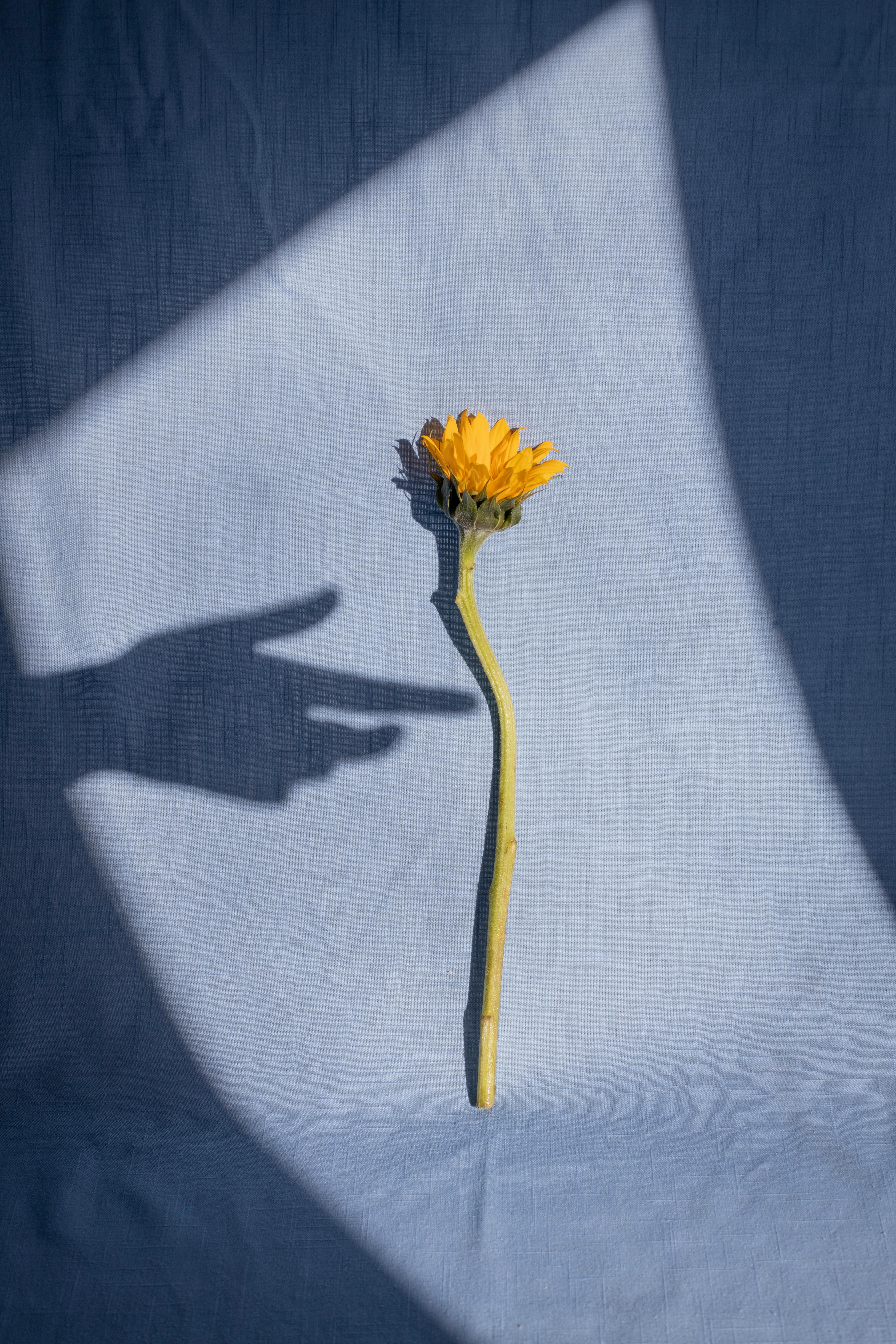 Female hand shadow near tender yellow dandelion placed on blue fabric in bright sunlight