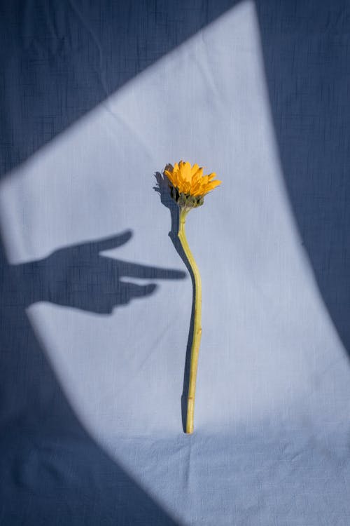 Free Female hand shadow near tender yellow dandelion placed on blue fabric in bright sunlight Stock Photo