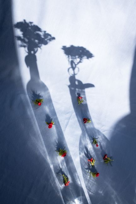 Creative composition of tender red flower buds arranged on blue fabric in vase shadows in bright sunlight