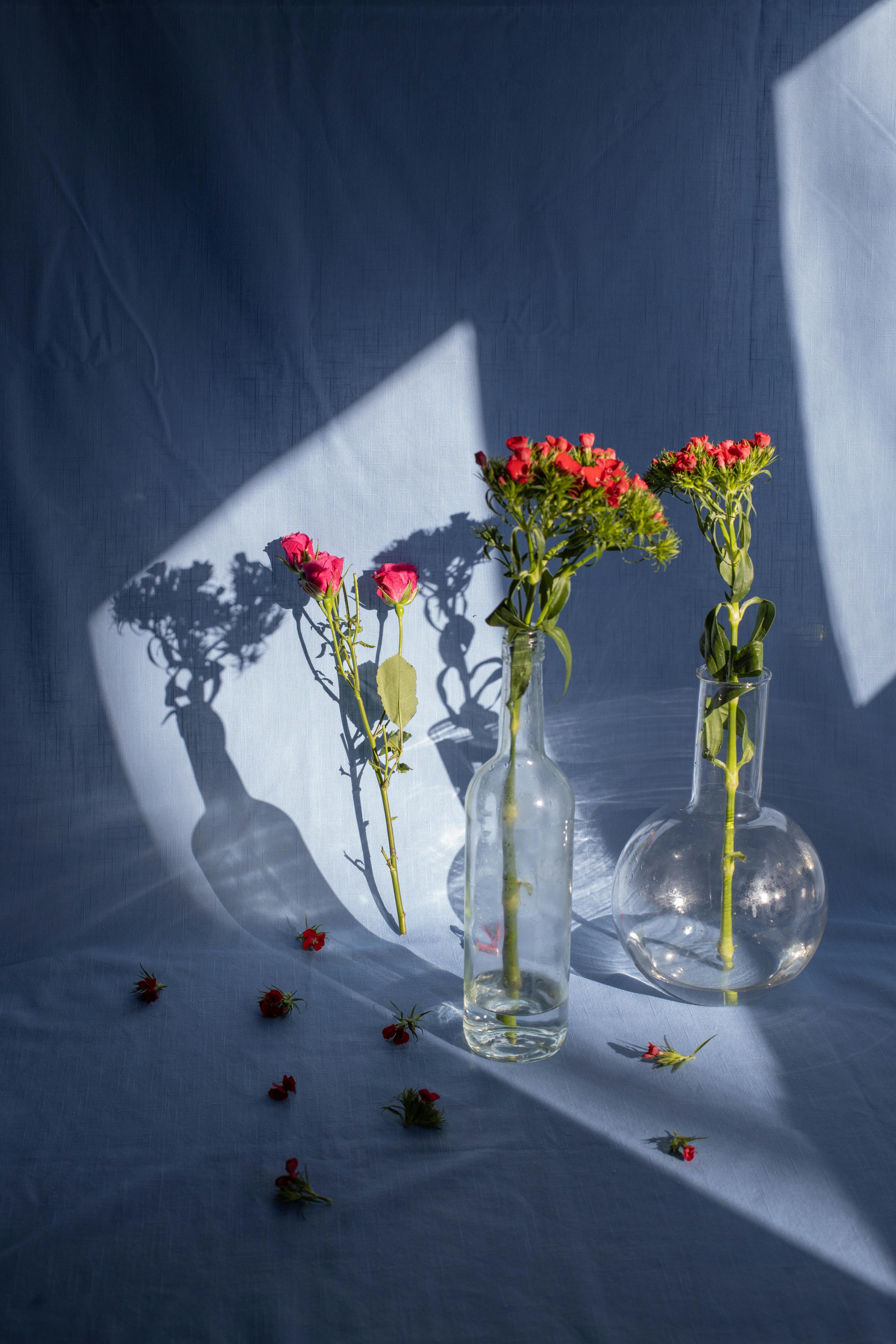 Blooming bush roses in vases on blue fabric in sunlight · Free Stock Photo
