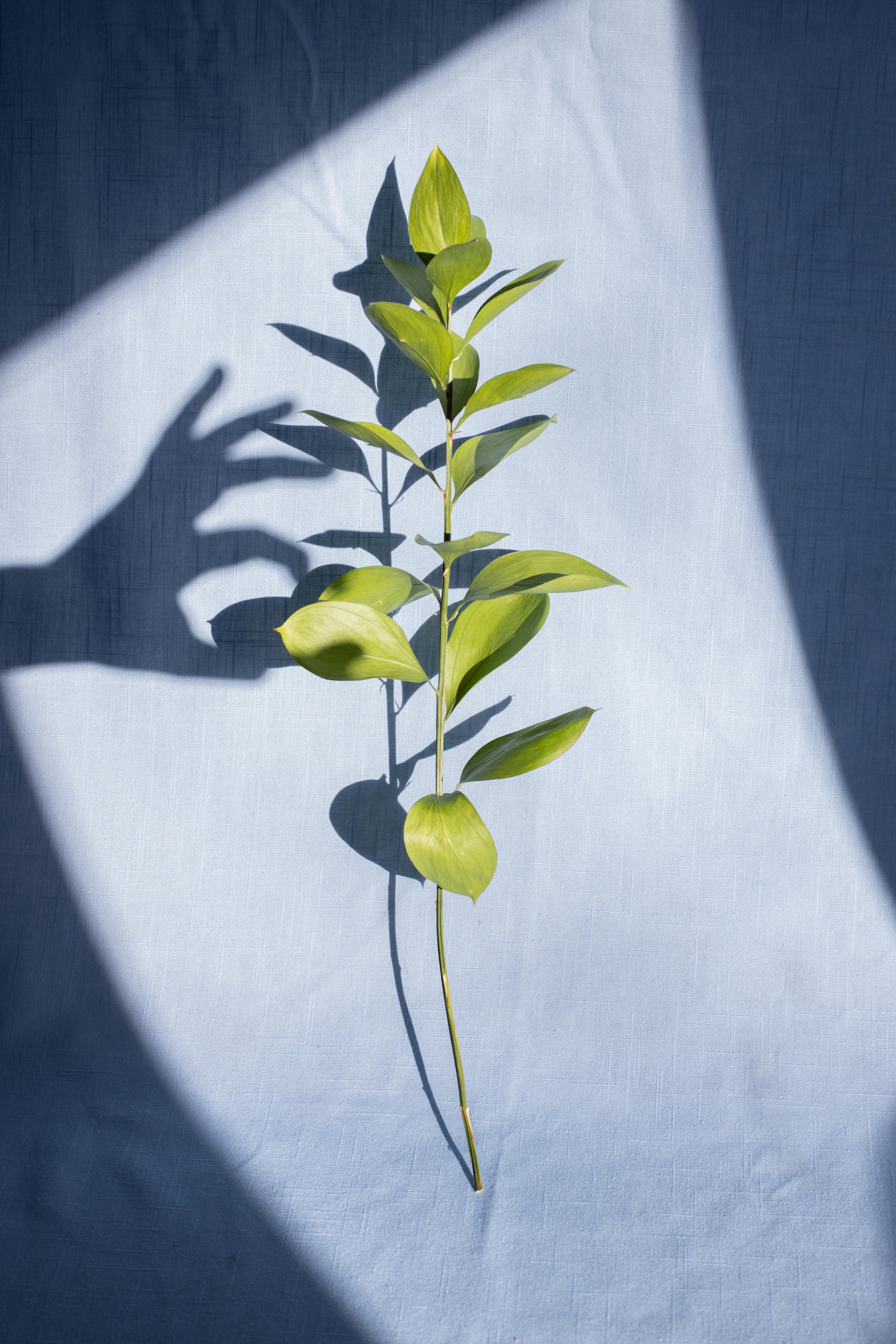 persons hand shadow touching lush plant stem on blue fabric