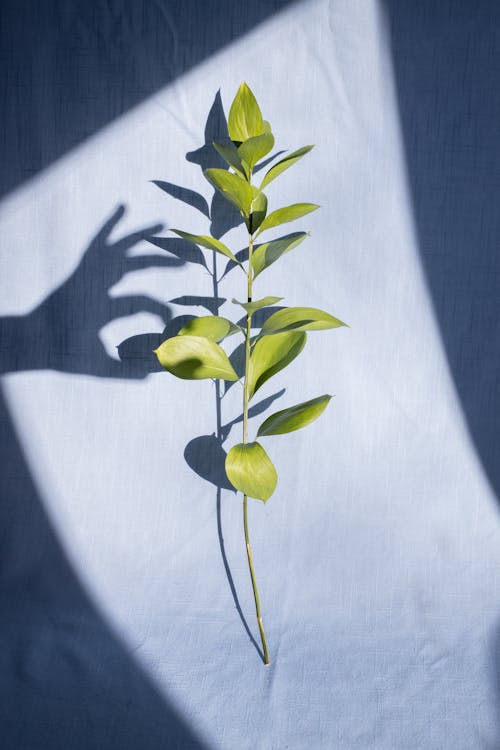 Persons hand shadow touching lush plant stem on blue fabric