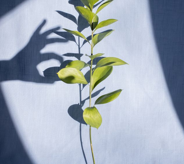 Shaadows Shadows Photos, Download The BEST Free Shadows Stock Photos & HD Images
