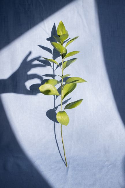 Creative composition of persons hand shadow touching green verdant plant stem placed on blue textile in bright sunlight