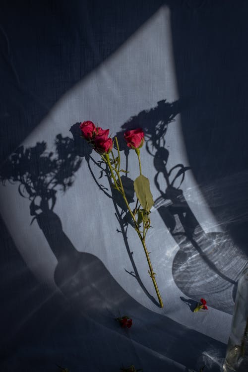 Composition of tender red roses placed on blue textile near vase shadows in bright sunlight