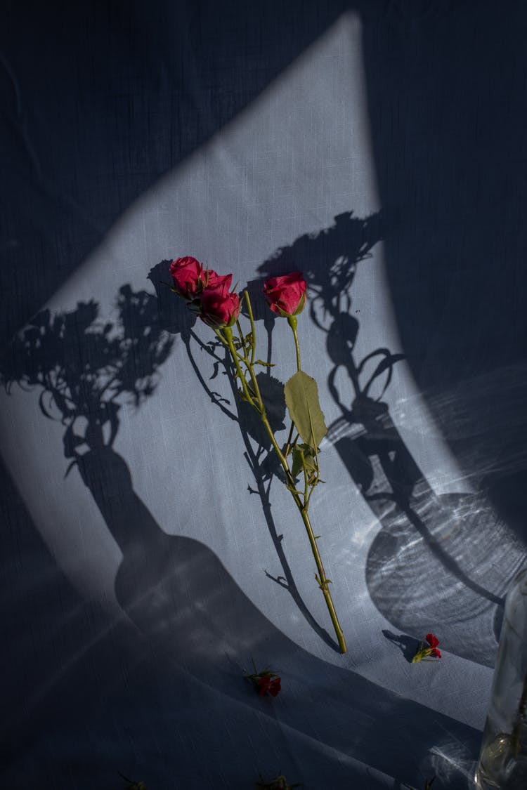 Delicate Red Roses Placed On Blue Fabric In Sunlight