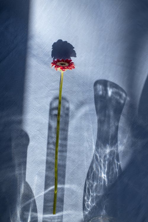 Gerbera flower in vase shadow on blue surface