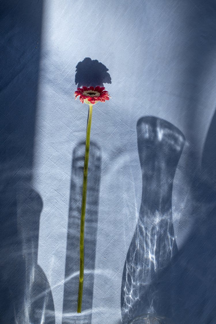 Gerbera Flower In Vase Shadow On Blue Surface