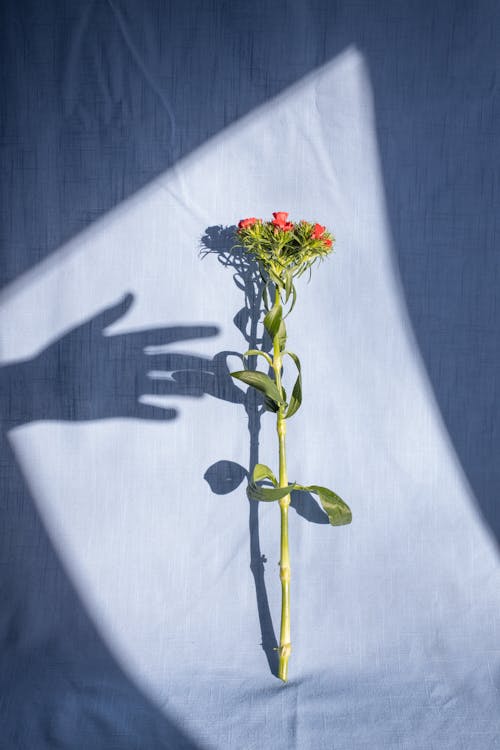 Creative arrangement of persons hand shadow near delicate fragrant red flowers on green stem placed on blue textile in sunlight
