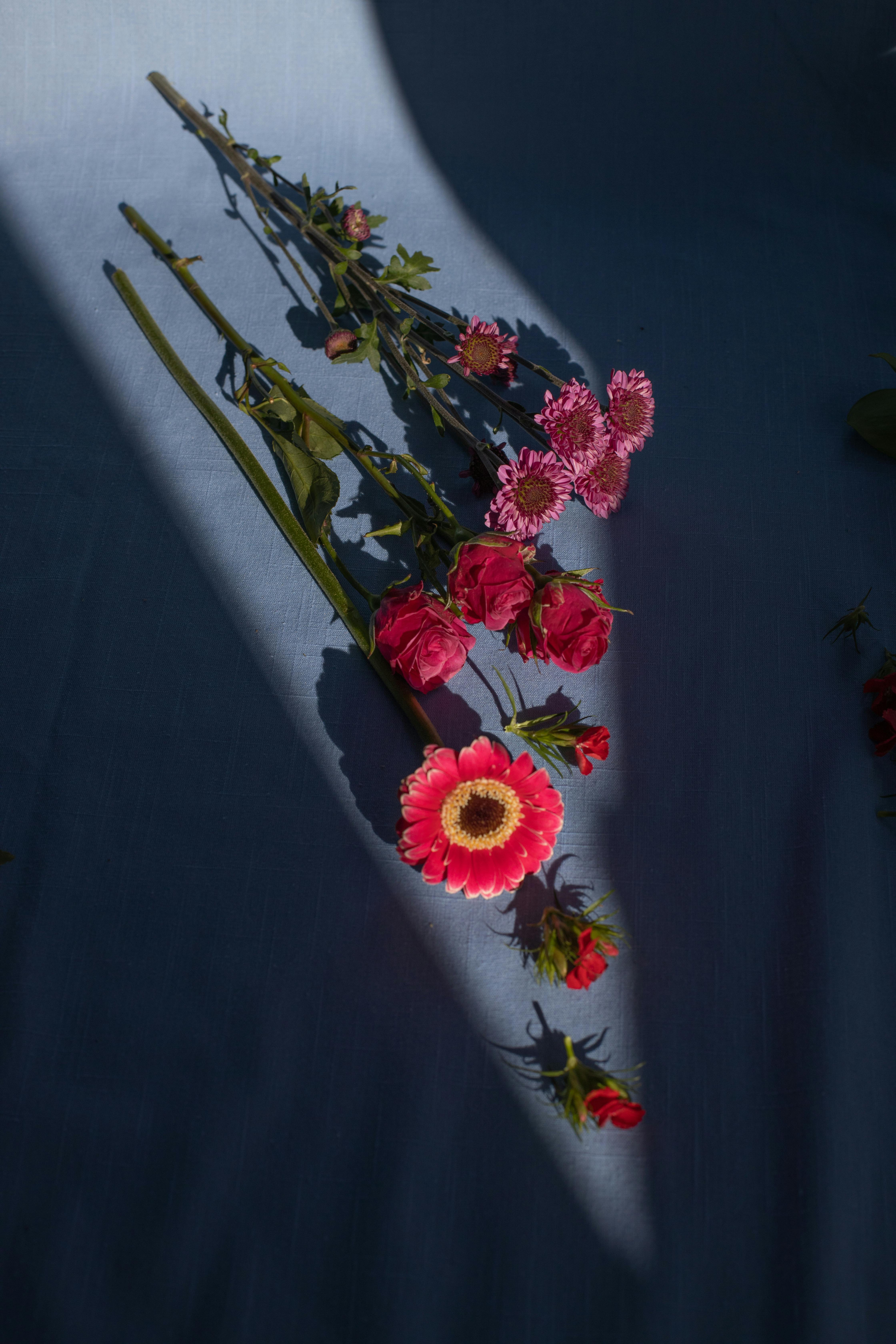 fragile red flowers placed on blue surface