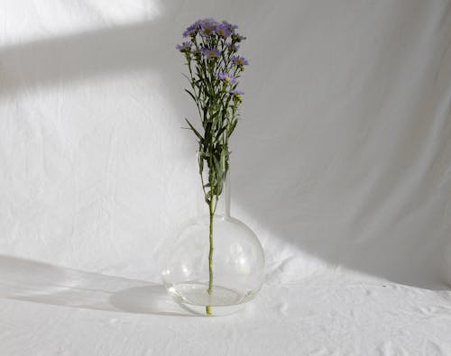 Stem of delicate elegant European Michaelmas daisy flowers with lilac petals placed in glass vase in sunlight