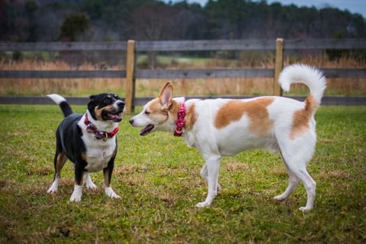 2 Dogs on Green Grass Field