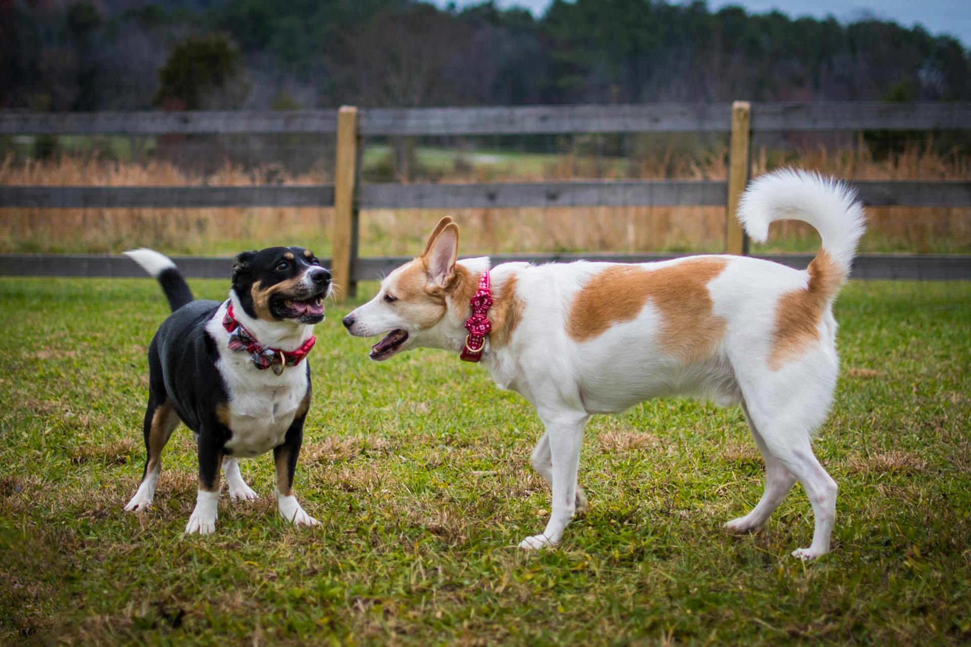 Two Dogs on a Grassy Field