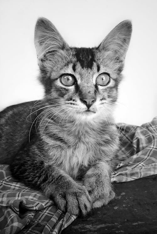 Free stock photo of animal, black white, cat
