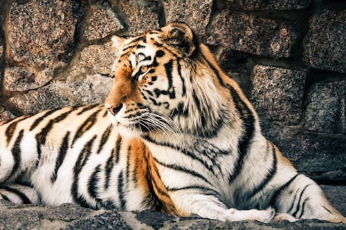 Tigre De Bengala Sentado Ao Lado Da Parede Cinza